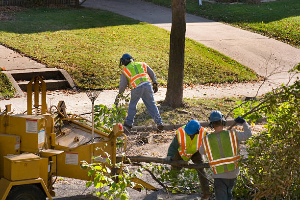 How Our Tree Care Process Works  in Posen, IL